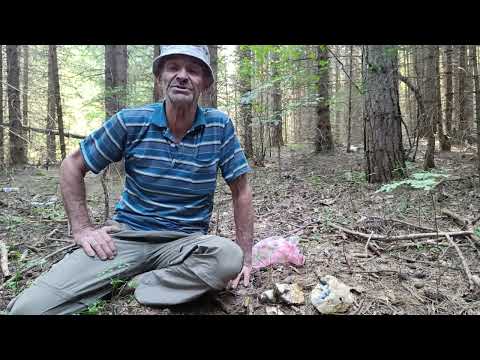 Видео: Манатарка или Дяволска гъба -различия и опастност