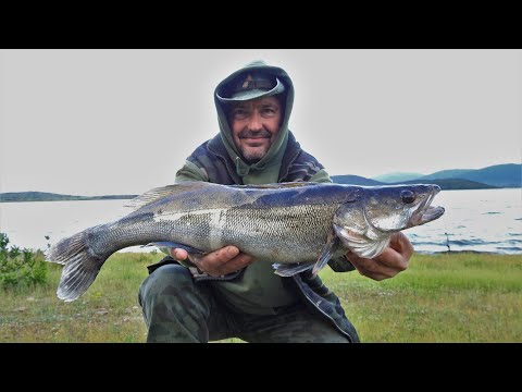 Видео: За бяла риба с приятели 2021 г.