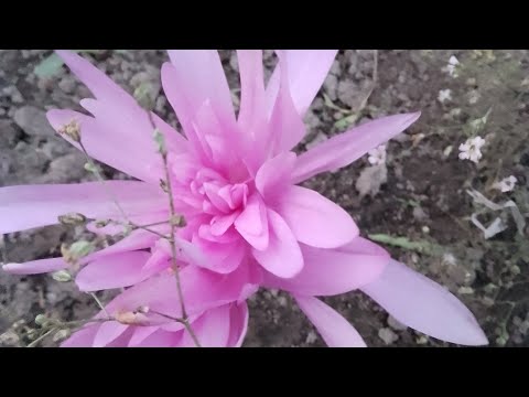 Видео: Квіти осені.🍂🍁Дощовий сад.☔🌧️