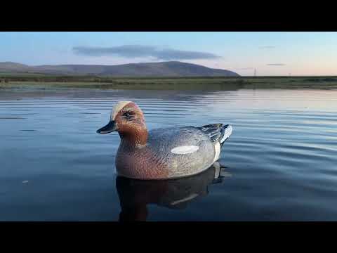 Видео: От заката до рассвета и до заката — Wildfowling Encore!