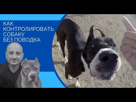 Видео: Как контролировать собаку без поводка(один из способов)