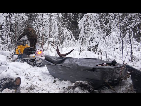 Видео: ДОБЫЛ МЯСО НА ГОД. ТАЕЖНЫЙ БЫТ. ОХОТА НА ЛОСЯ И ВЫВОЗКА. ИЗБУШЕЧНЫЙ КАЙФ.