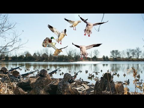 Видео: Охота на уток и гусей на прекрасном пруду небольшой фермы!!