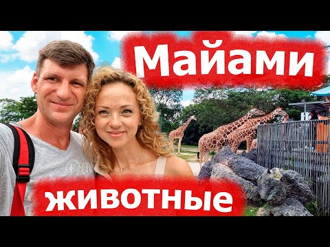 Видео: Майами - животные. Зоопарк. Парк бабочек. Сафари. США 2022.