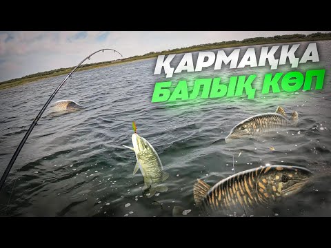 Видео: ҚАРМАҚҚА БАЛЫҚ КӨП. ШОРТАН, АҚСЫЛА, МАЙТОРТА, АЛАБҰҒА