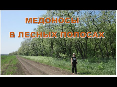 Видео: Медоносы лесных полос