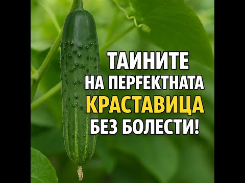 Видео: Тайните на перфектната краставица без болести!
