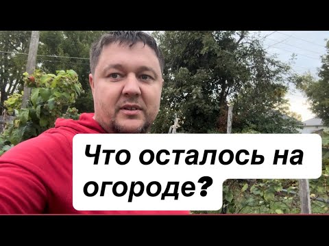 Видео: Что осталось от нашего огорода ? ￼