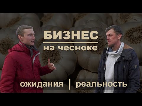 Видео: Выращивание чеснока как бизнес: ожидания и реальность | Чесночный бизнес в деревне