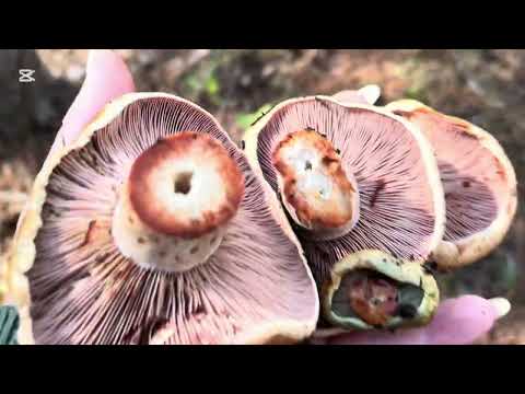 Видео: НА НАС ОПЯТЬ НАПАЛИ РЫЖИКИИИИИ!!!