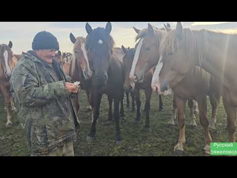 Видео: Табунное коневодство | Лошади в августе. | Глистогонка.