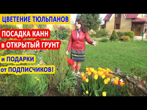 Видео: Как цветут мои ТЮЛЬПАНЫ в саду. Сажаю КАННЫ в грунт. ВЕСЕННИЙ ВЛОГ из сада.