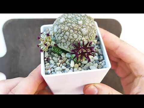 Видео: Снятие с подвоя Mammillaria luethyi, Aztekium, Pediocactus knowltonii
