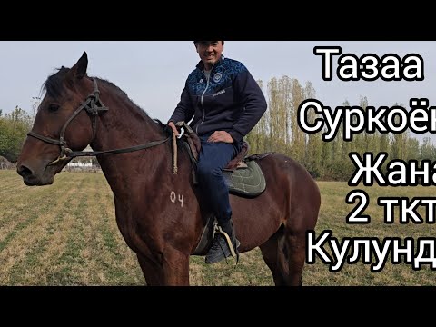 Видео: Бүгүн 6 ноября 2025 Тектүү Суркоён жана 2 тектүү кулундар сатылат #кыргыз жылкылары