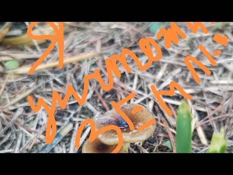 Видео: Пахать нельзя Не пахать! Чёрная Пятница на pomidom.ru 