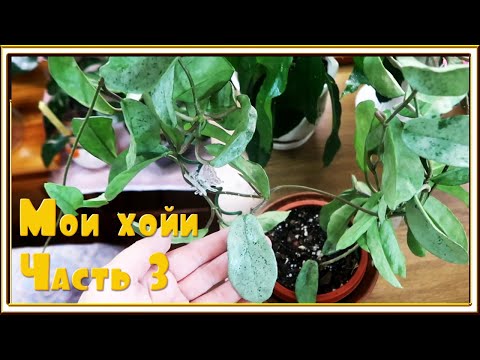 Видео: ХОЙИ моя коллекция/ Хойя ротундифлора, праетори, джой, лобби, австралийская лиза, макрофилла