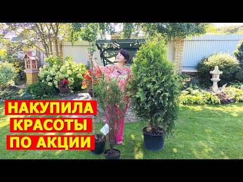 Видео: Мимо таких цен не пройдёшь! Что купила? По чём? Куда буду сажать?