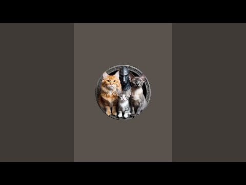 Видео: MrSedai в прямом эфире!