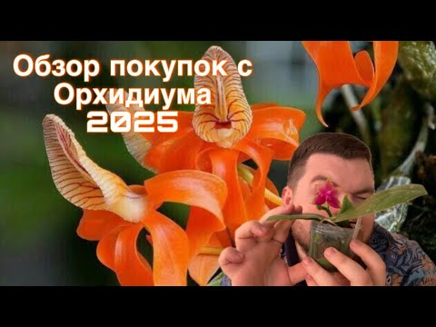 Видео: Обзор покупок с Орхидиума 2025 || Часть 1 || Таких растений вы нигде не найдете 🫨🤯 || Коасота цветов