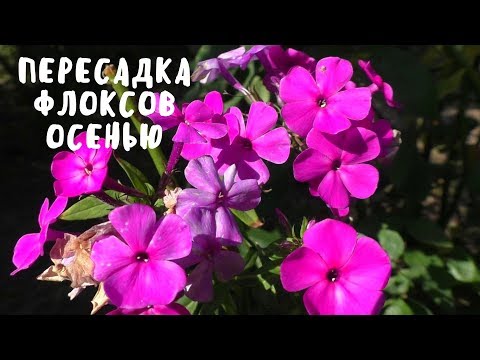 Видео: ПЕРЕСАДКА ФЛОКСОВ ОСЕНЬЮ. Мои цветы. Мой опыт.