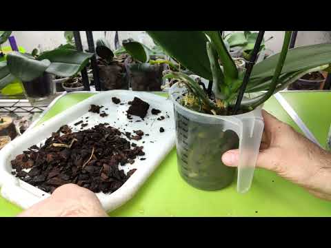 Видео: Вынужденная и очень аккуратная пересадка орхидеи фаленопсис "Дикий Кот"! 🌸👍