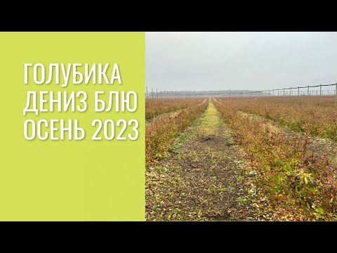 Видео: Голубика Дениз Блю, осень 2023.