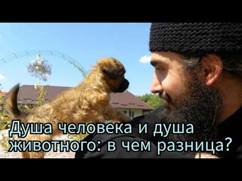 Видео: Душа человека и душа животного: в чем разница?