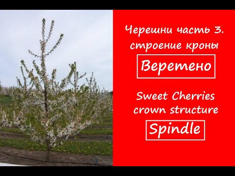 Видео: Черешня система Веретено. Как формировать черешню по системе Веретено.