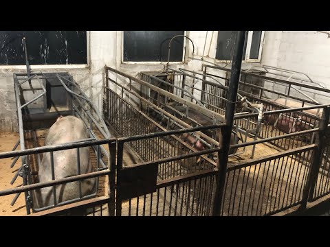 Видео: Опоросная клетка и станок. Видео о устройстве, размерах и работе станка