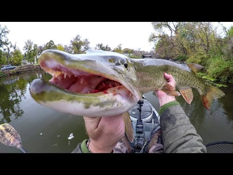 Видео: Ловля речного ЗВЕРЯ!