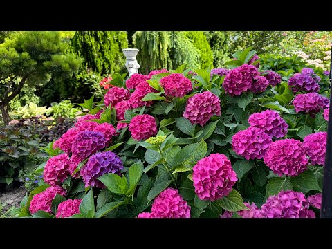 Видео: Гортензия крупнолистная в саду 2024 !!! 22 сорта с названиями