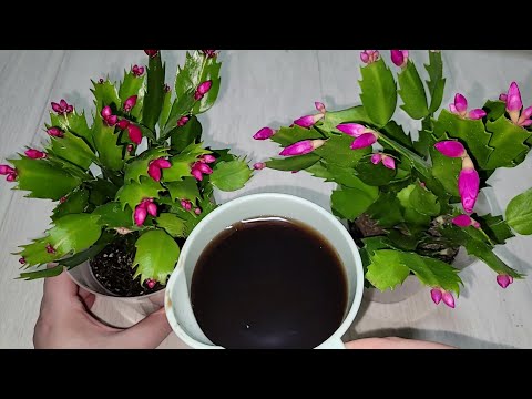 Видео: ВНЕСИ под ДЕКАБРИСТ и даже самый слабый куст пышно ЗАЦВЕТЕТ