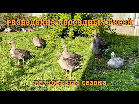 Видео: Разведение подсадных гусей. Результаты сезона.