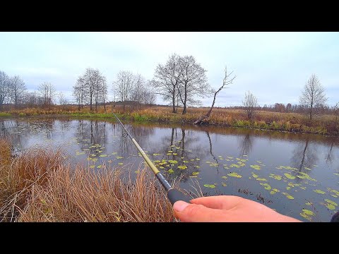 Видео: ТУТ КЛЮЁТ ВСЕГДА ПОЗДНЕЙ ОСЕНЬЮ на спиннинг! Ловля щуки в ноябре 2022! Рыбалка на щуку в предзимье!