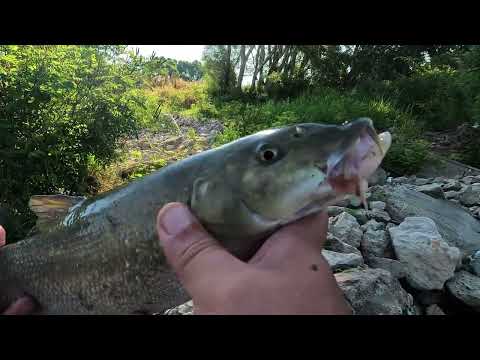 Видео: ЗВЕРСКИЙ КЛЁВ на зеленую травку,,,дикий усач