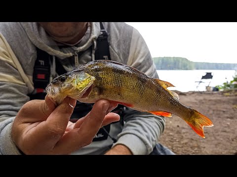 Видео: Нашёл Стаю Окуня, Белоярское Водохранилище!!!