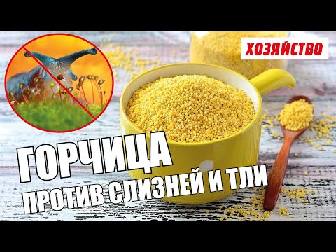 Видео: Горчица против слизней, тлей и других садовых вредителей