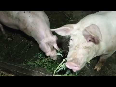 Видео: Какую траву очень любят свиньи!