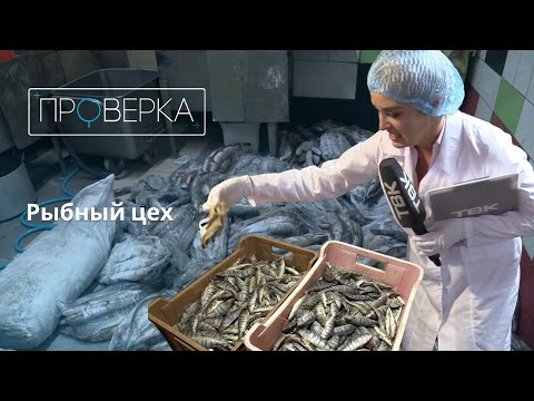 Видео: Рыбный цех / «Проверка»