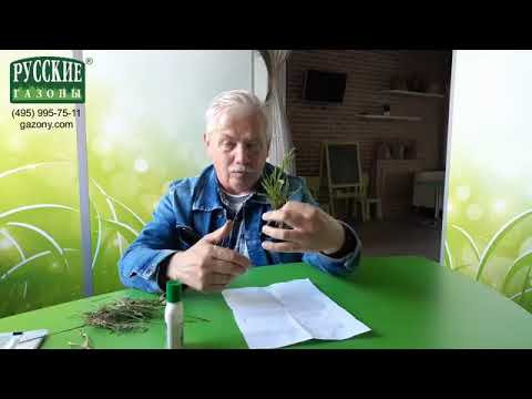 Видео: Дмитрий Юрьевич Лянгузов борьба с сорняками на газоне.