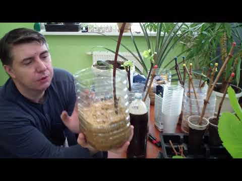 Видео: Укоренение чубуков винограда - самый надёжный и простой способ.