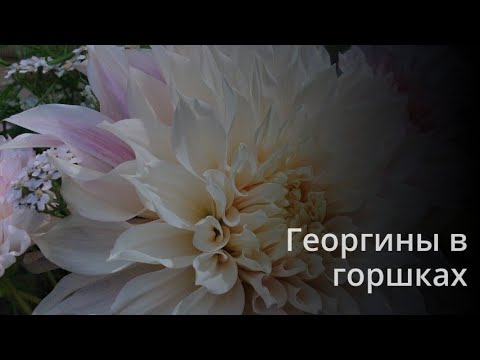 Видео: Выкапываю георгины  выращенные в горшках