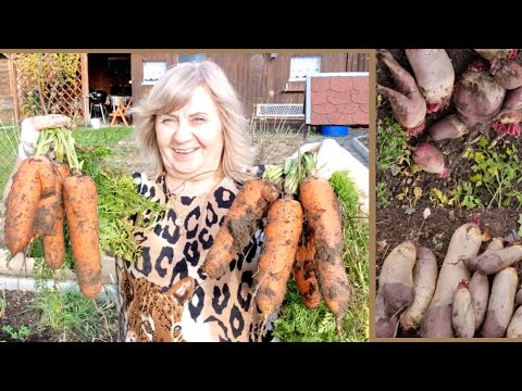 Видео: Пора.!!! убираю урожай моркови и красной свеклы.Посадила чеснок.