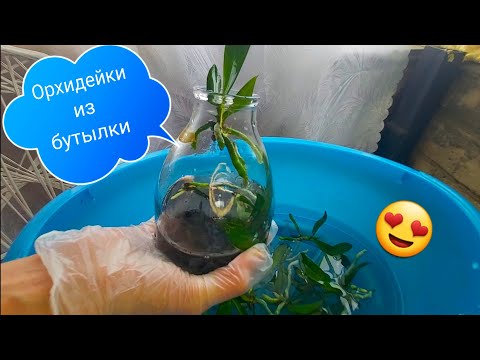Видео: День X настал! Фласка вскрыта! Тайна орхидеи раскрыта🌸