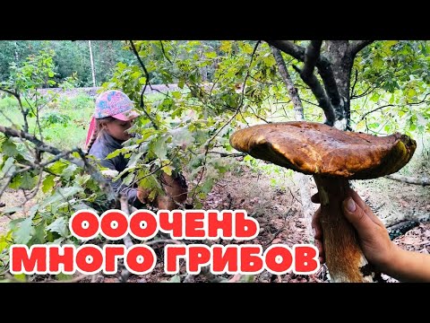 Видео: ТАКИЕ ГРИБЫ МЫ ЕЩЕ НЕ СОБИРАЛИ! Боровик не поместился в ведро...