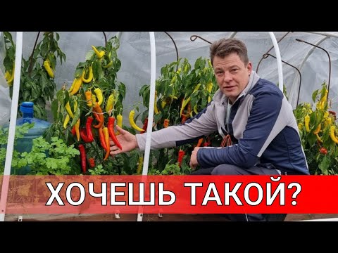 Видео: такого урожая перца я даже не мог себе представить ВЫРАЩИВАНИЕ ПЕРЦА В ТУННЕЛЯХ