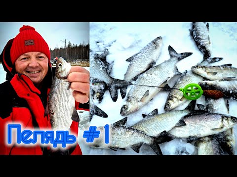 Видео: НЕРЕАЛЬНЫЙ КЛЁВ ПЕЛЯДИ 