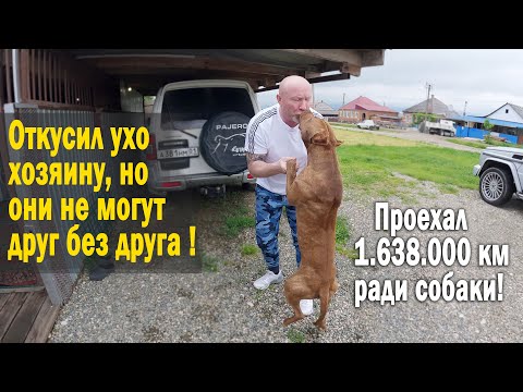 Видео: Долгожданная встреча Питбуля с Хозяином !!! Питбуль был обречен на смерть, но ему дали новый шанс !