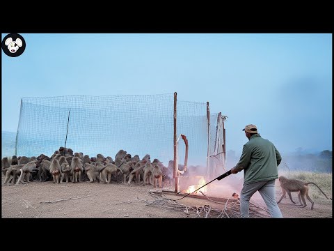 Видео: Как охотники и фермеры борются с миллионами диких кабанов и инвазивными обезьянами с помощью лову...