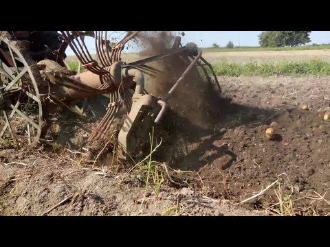 Видео: Копаємо картоплю кінною копачкою.